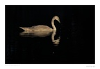 Wildlife